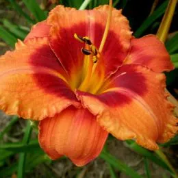 Лилейник Tigger фото