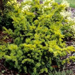 Тис ягодный Semperaurea фото