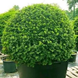 Тис ягодный Zwergball фото