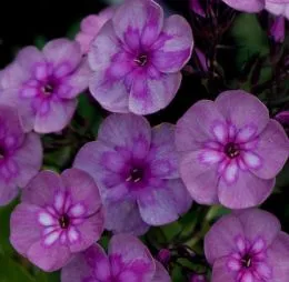 Флокс Magic Blue фото