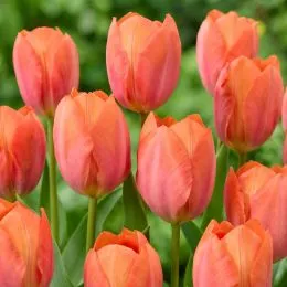 Тюльпан Apricot van Eijk фото