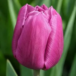 Тюльпан Copex фото
