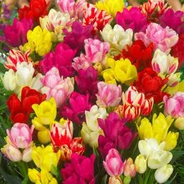 Тюльпан Multiflowering Mix фото