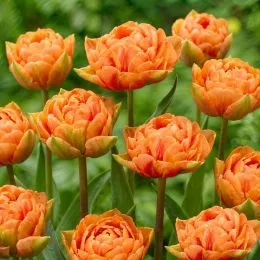 Тюльпан Orange Flavour фото