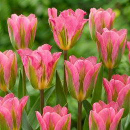 Тюльпан Pink Artist фото