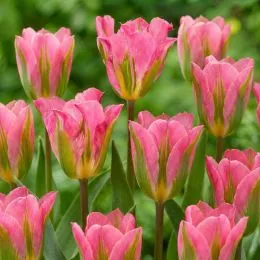 Тюльпан Pink Artist фото