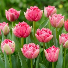 Тюльпан Polder Pink фото