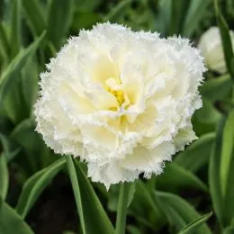 Тюльпан Snow Crystal фото