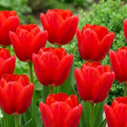Тюльпан Spring Song фото
