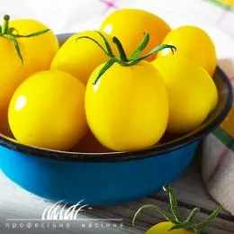 Томат Золотой шар фото