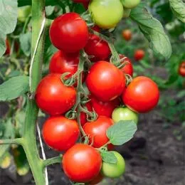 Томат Christmas Grapes фото