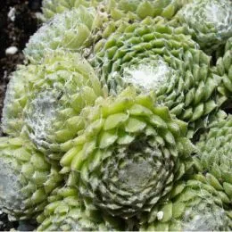 Каменная роза Tomentosum фото