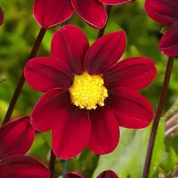 Георгина Topmix Purple фото