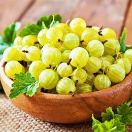 Крыжовник Хинонмаки Желтый фото