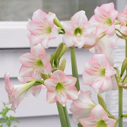 Амариллис Pink Rascal фото