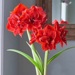 Амариллис Red Torro фото