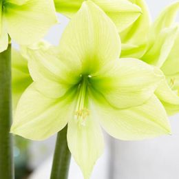 Амариллис Yellow Star 28/30 фото
