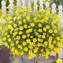 Биденс Yellow Charm фото