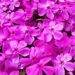 Флокс Drummond Pink фото