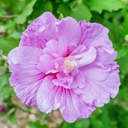 Гибискус сирийский Lavender Chiffon фото
