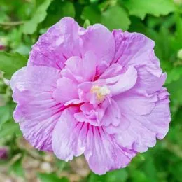 Гибискус сирийский Lavender Chiffon фото