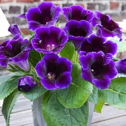 Глоксиния Violacea (Длительное цветение) фото