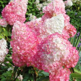 Гортензия Pink Lady фото