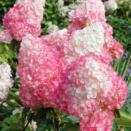 Гортензия Pink Lady фото