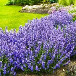 Котовник Blauknirps фото