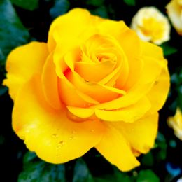 Роза Golden Wedding фото