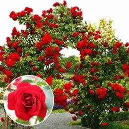 Роза Amadeus фото