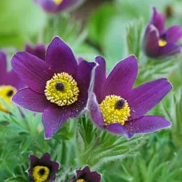 Прострел Vulgaris Violet фото
