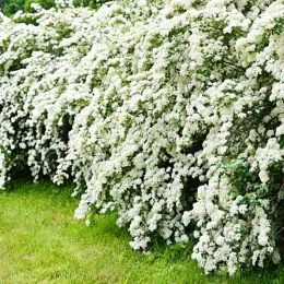 Спирея Snowmound фото