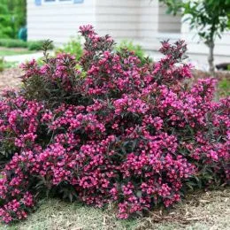 Вейгела Nana Purpurea фото