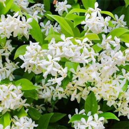 Трахелоспермум Jasminoides фото