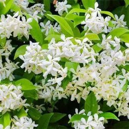 Трахелоспермум Jasminoides фото