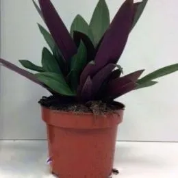 Традесканция Spathacea фото