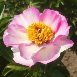 Пион Tranquil Dove фото