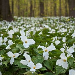 Триллиум Grandiflorum фото