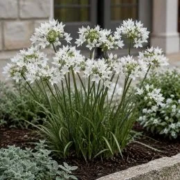 Трителея Silver Queen фото