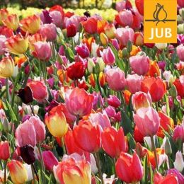 Тюльпан Triumph Mix (Брендовые луковицы Jub Holland) фото