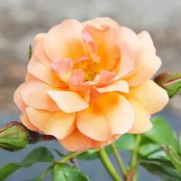 Роза Aprikola фото