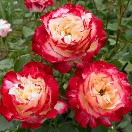 Роза Double Delight фото