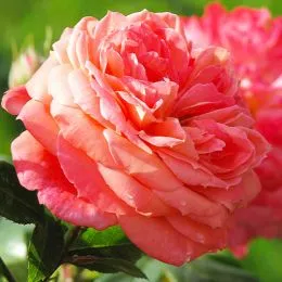 Роза Queen of Hearts фото