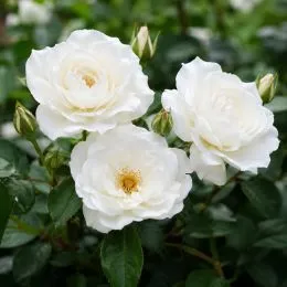 Роза Schneewittchen фото