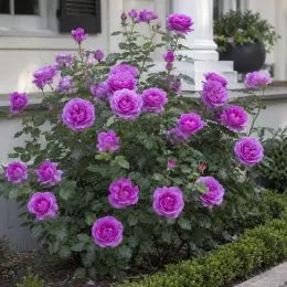 Роза Violette Parfume фото
