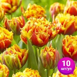 Тюльпан Gold Dust 10 шт/уп фото