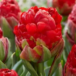 Тюльпан Ice Cream Strawberry фото
