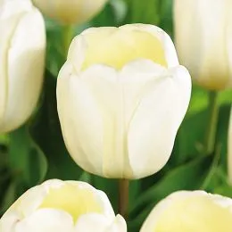 Тюльпан Ivory Floradale фото