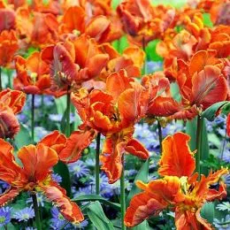 Тюльпан Parrot Orange фото